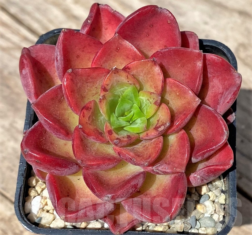 SHPR24168 Echeveria hybrid