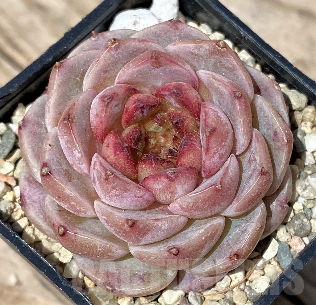 SHPR24169 Echeveria 'Red Velvet'