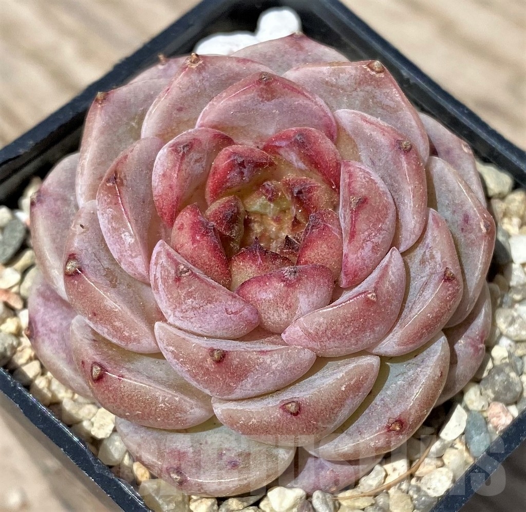 SHPR24169 Echeveria 'Red Velvet' - Image 2