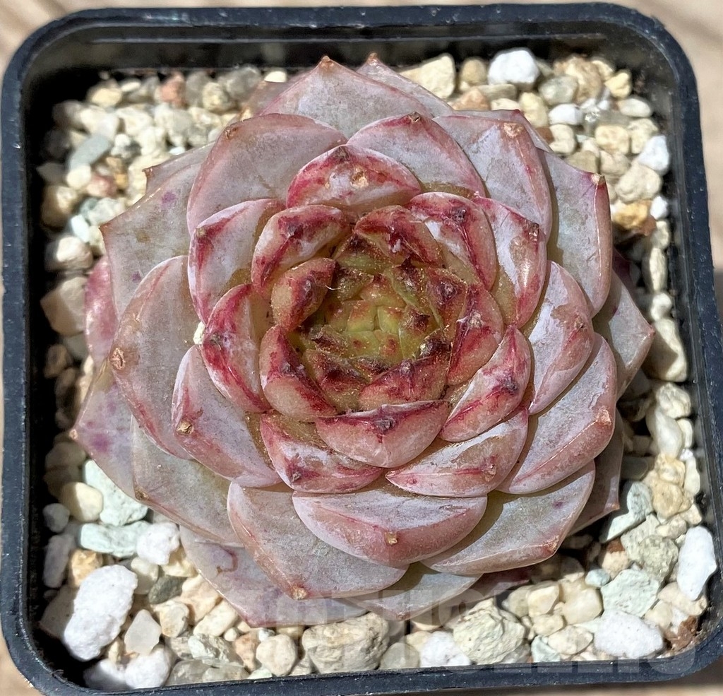 SHPR24170 Echeveria 'Red Velvet' - Image 2