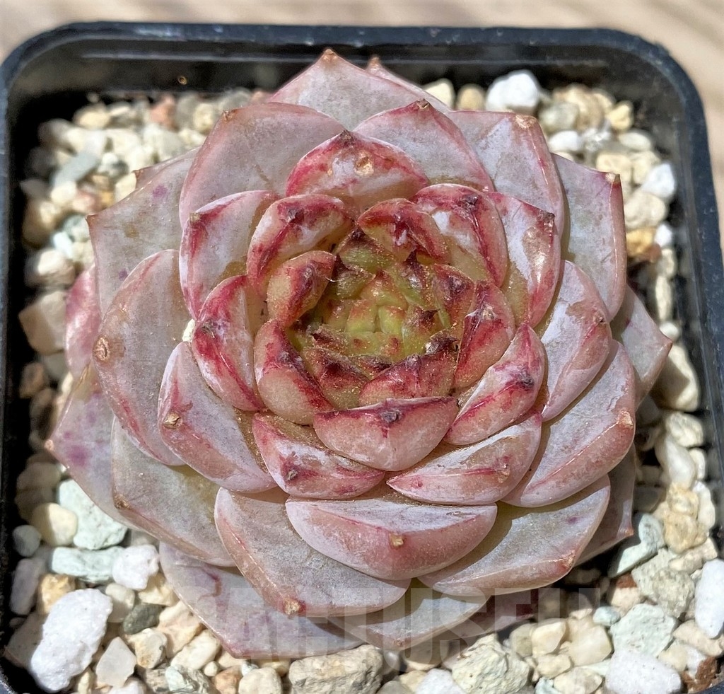 SHPR24170 Echeveria 'Red Velvet'