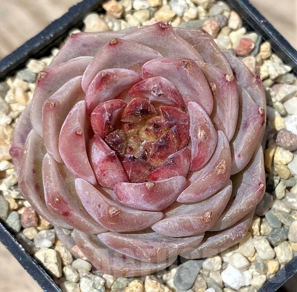 SHPR24171 Echeveria 'Red Velvet' - Image 2