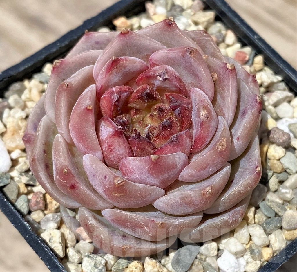 SHPR24171 Echeveria 'Red Velvet'