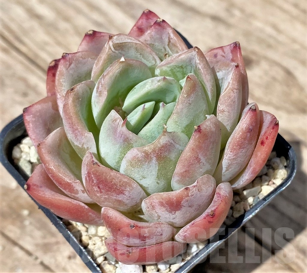 SHPR24172 Echeveria hybrid