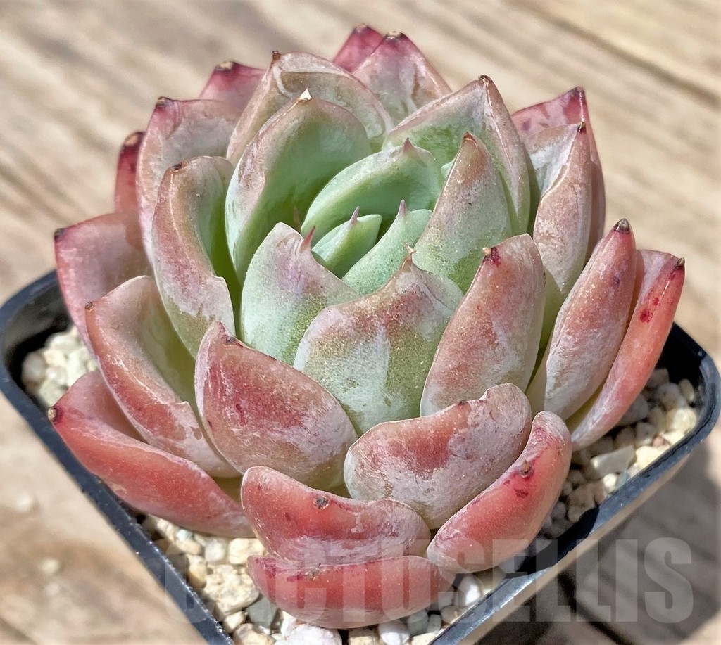 SHPR24172 Echeveria hybrid - Image 2