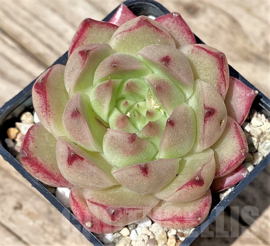 SHPR24173 Echeveria hybrid - Image 2