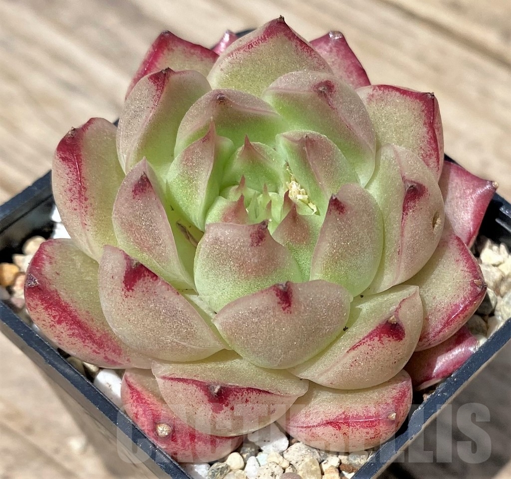 SHPR24173 Echeveria hybrid