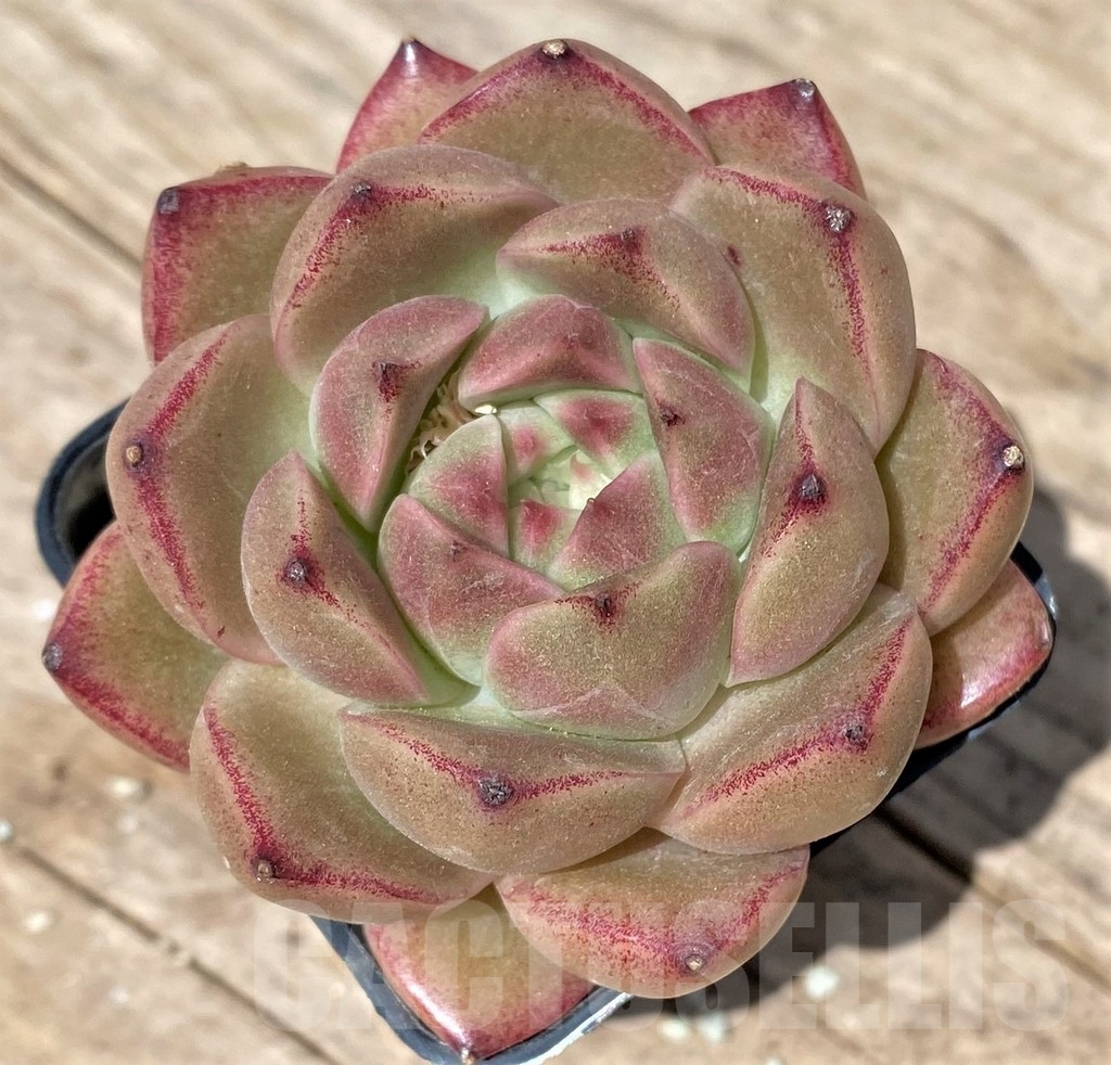 SHPR24174 Echeveria hybrid - Image 2