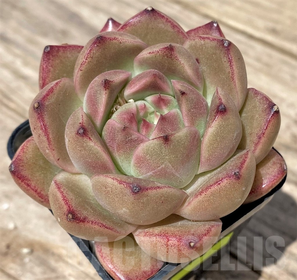 SHPR24174 Echeveria hybrid