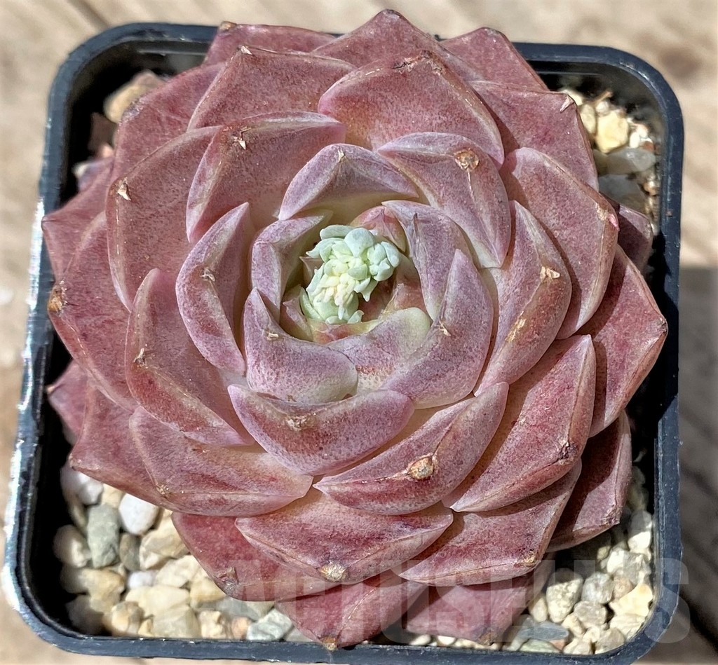 SHPR24176 Echeveria hybrid - 画像 (2)