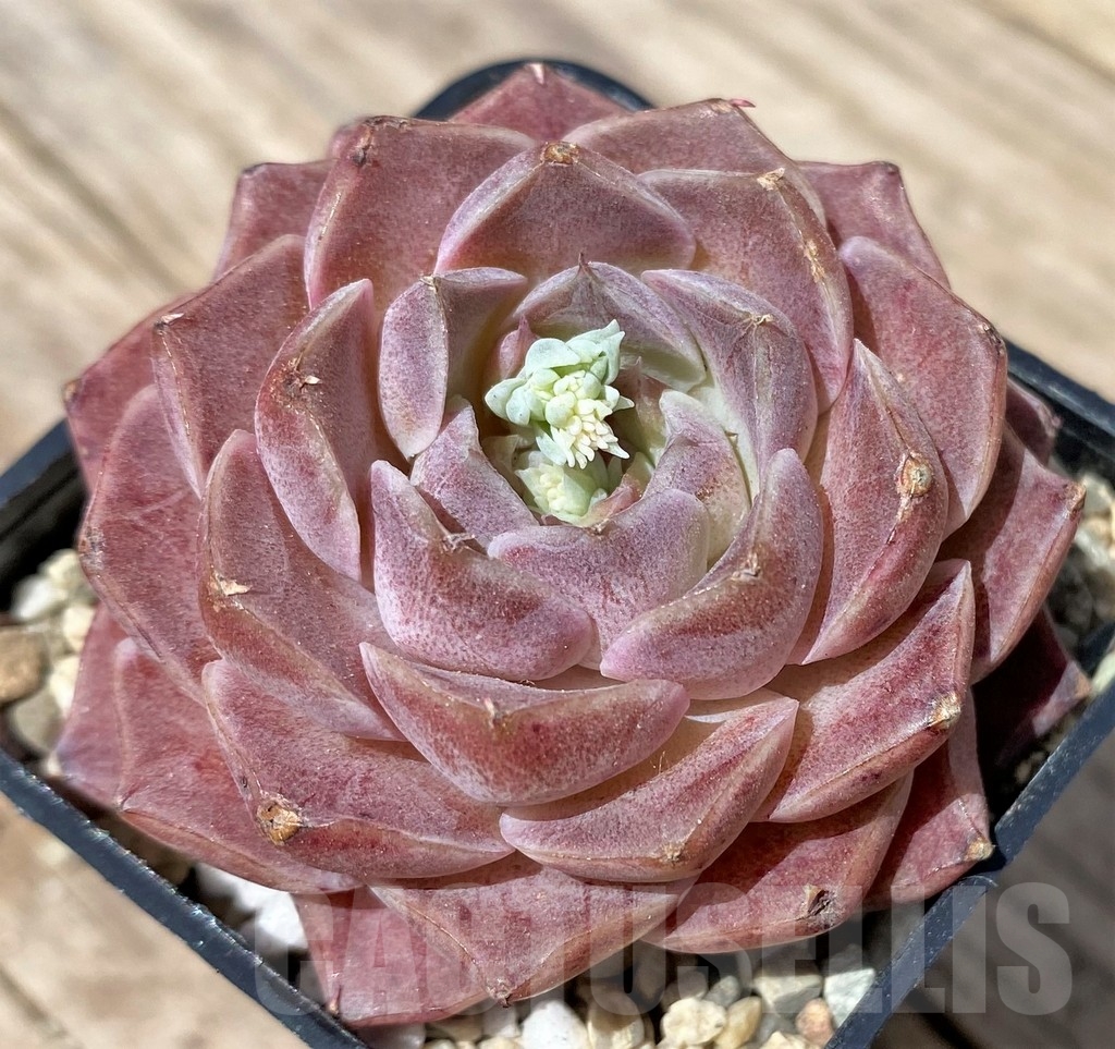 SHPR24176 Echeveria hybrid
