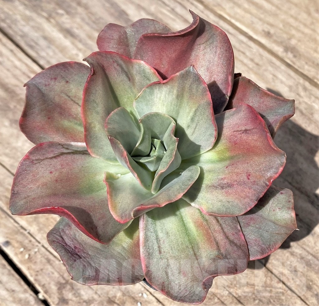 SHPR24177 Echeveria 'Iyra' f. variegata - 画像 (2)