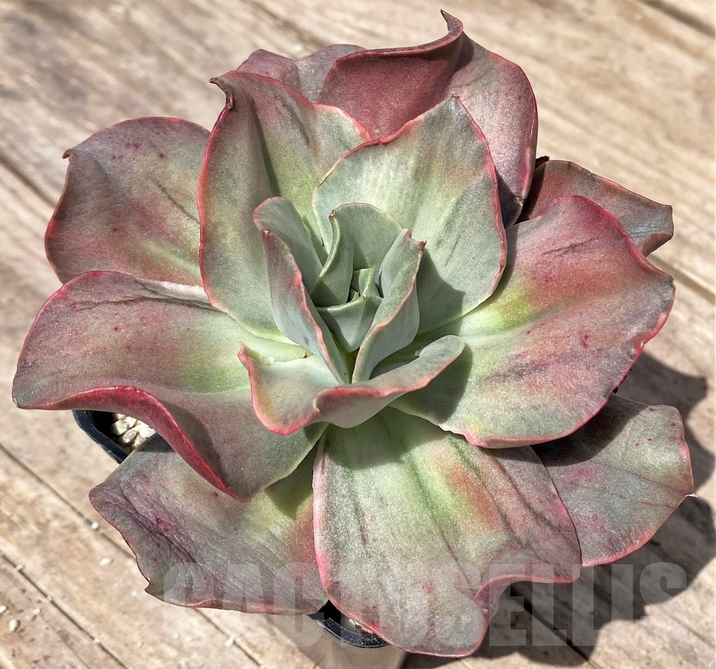 SHPR24177 Echeveria 'Iyra' f. variegata - 画像 (3)
