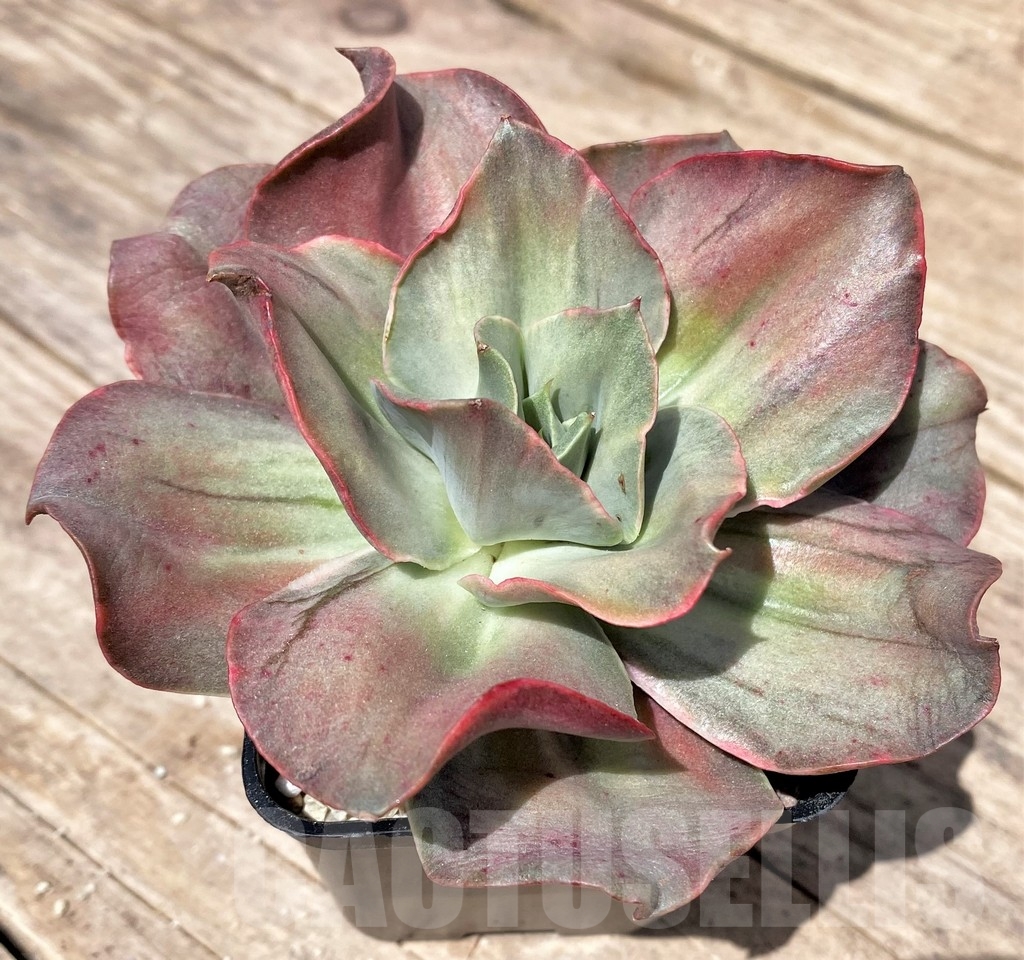 SHPR24177 Echeveria 'Iyra' f. variegata