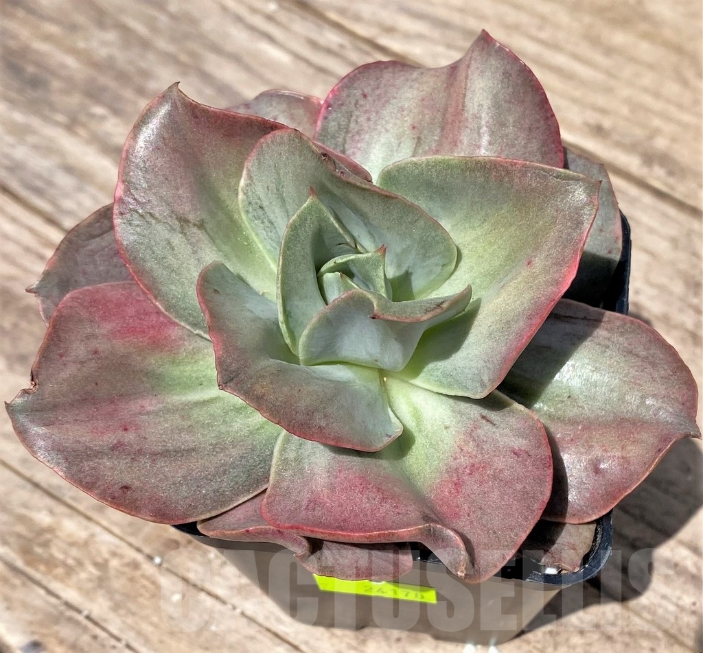 SHPR24178 Echeveria 'Iyra' f. variegata