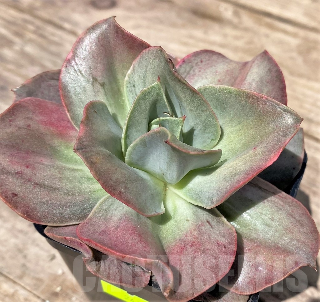 SHPR24178 Echeveria 'Iyra' f. variegata - Image 3