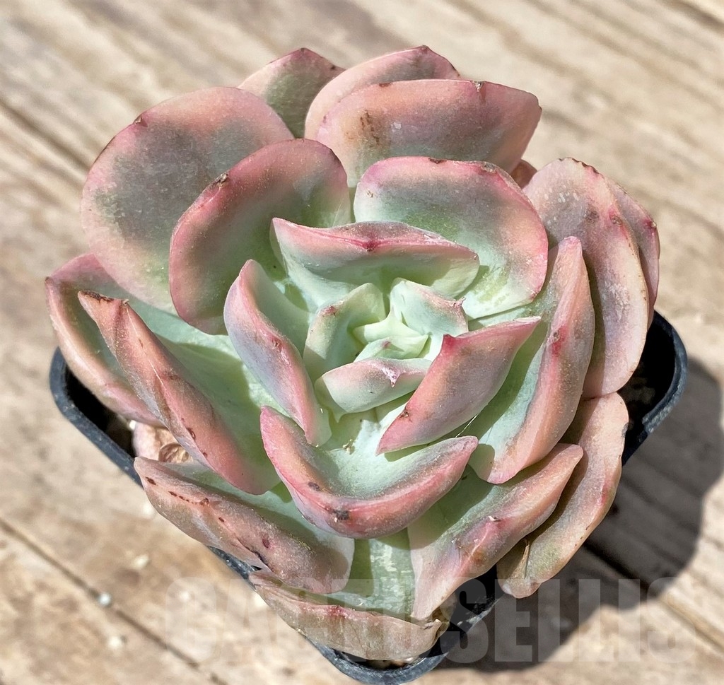 SHPR24179 Echeveria 'Luella' f. variegata - Image 2