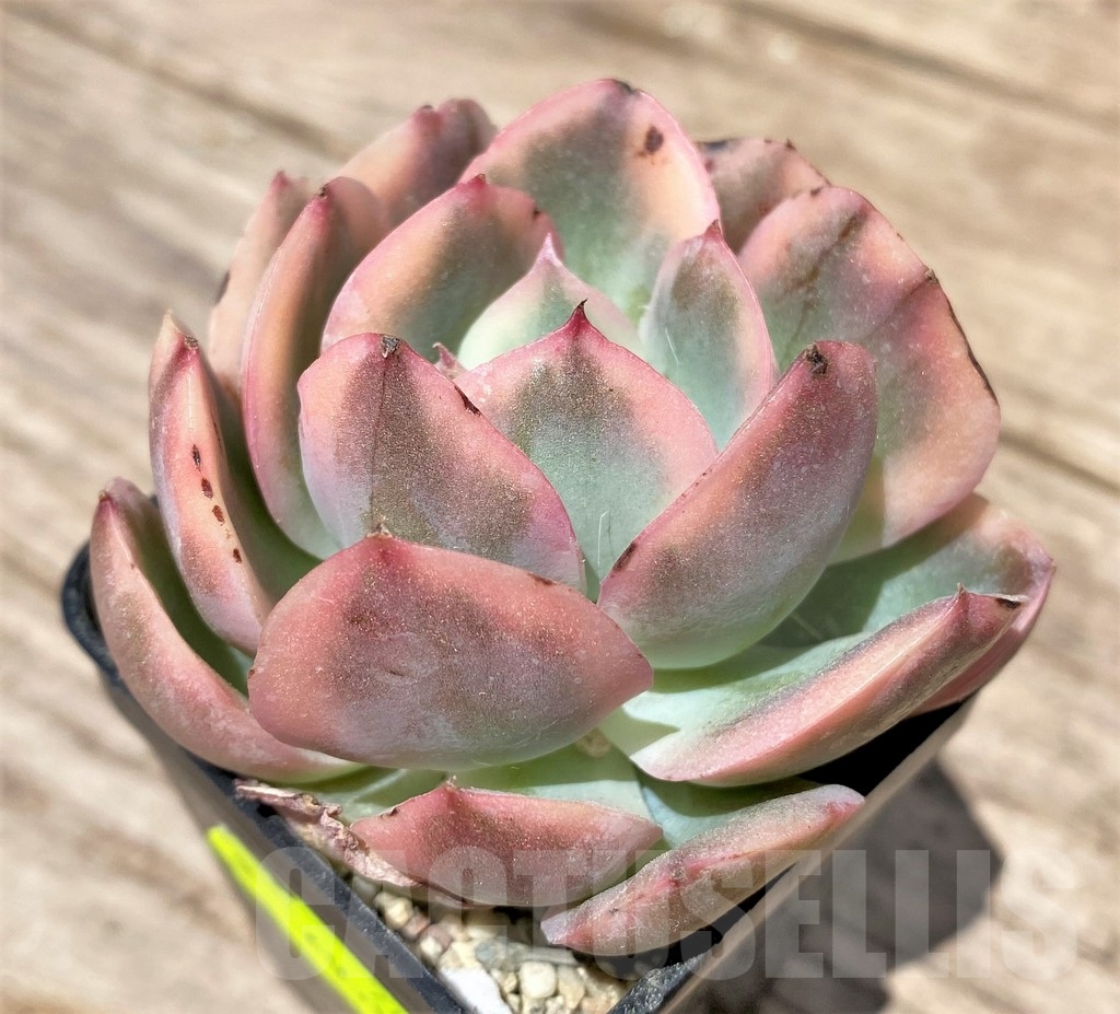 SHPR24179 Echeveria 'Luella' f. variegata
