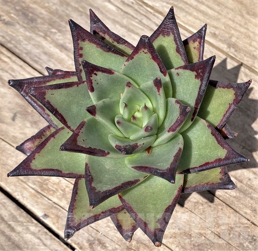 SHPR24180 Echeveria agavoides 'Ebony' - 画像 (2)