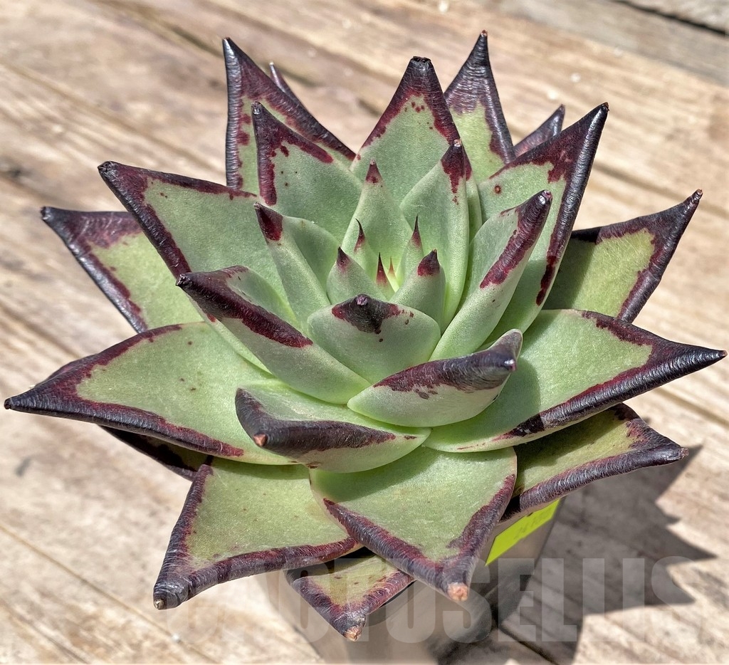 SHPR24180 Echeveria agavoides 'Ebony'