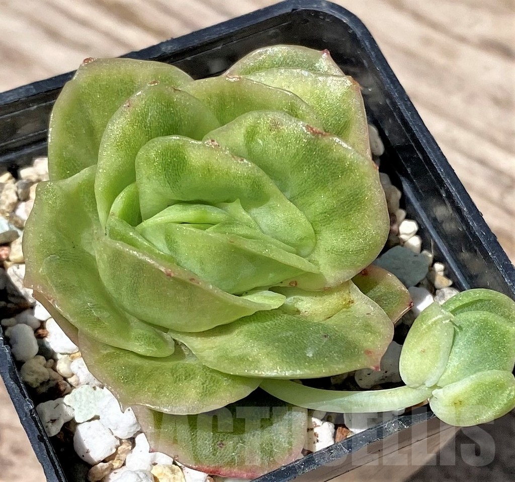 SHPR24182 Echeveria 'Ice Rose' f. variegata