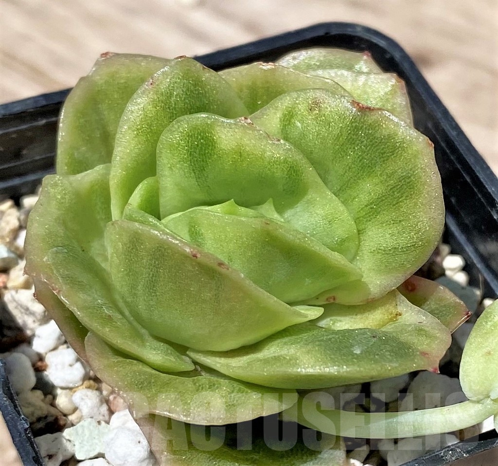 SHPR24182 Echeveria 'Ice Rose' f. variegata - 画像 (2)