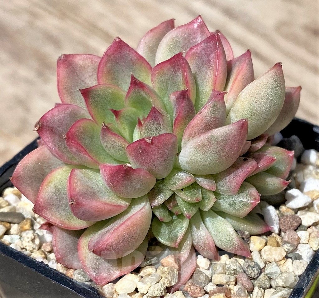 SHPR24185 Echeveria 'Mebina' f. variegata - immagine 2