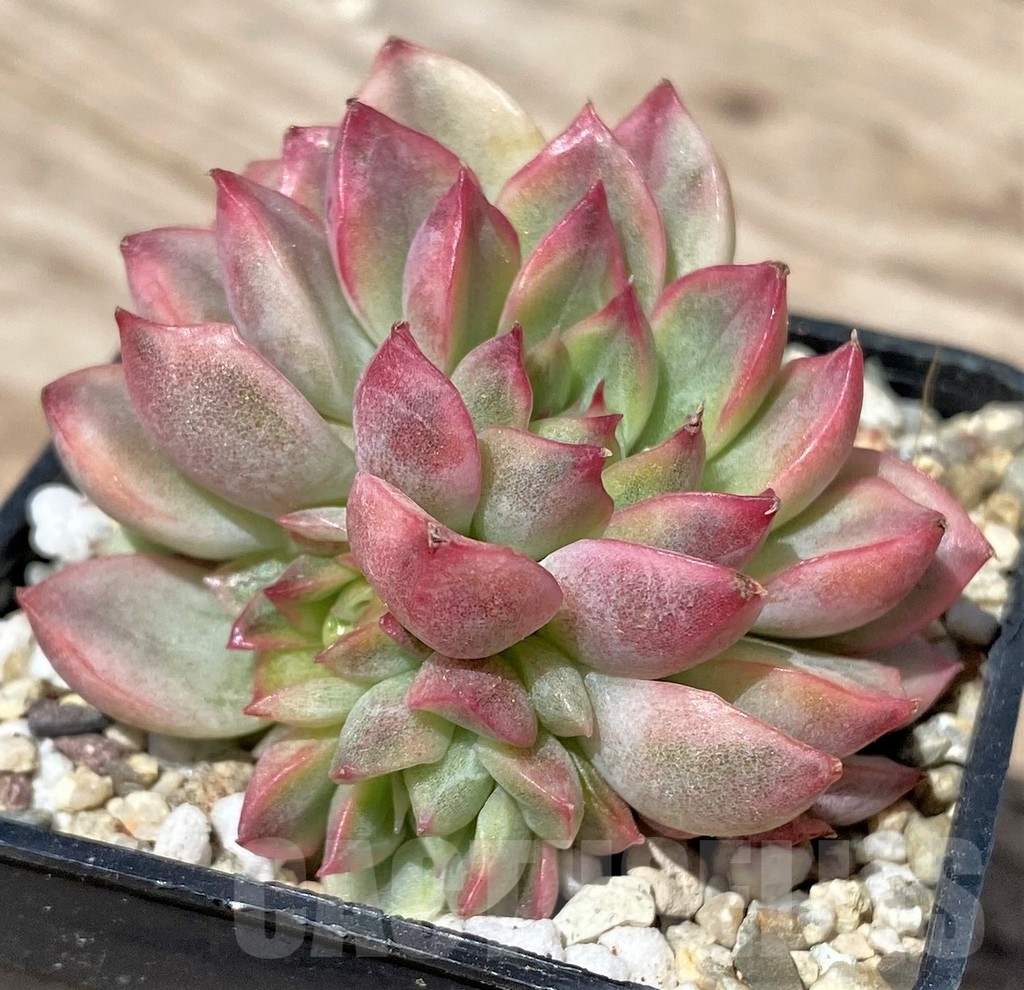 SHPR24185 Echeveria 'Mebina' f. variegata