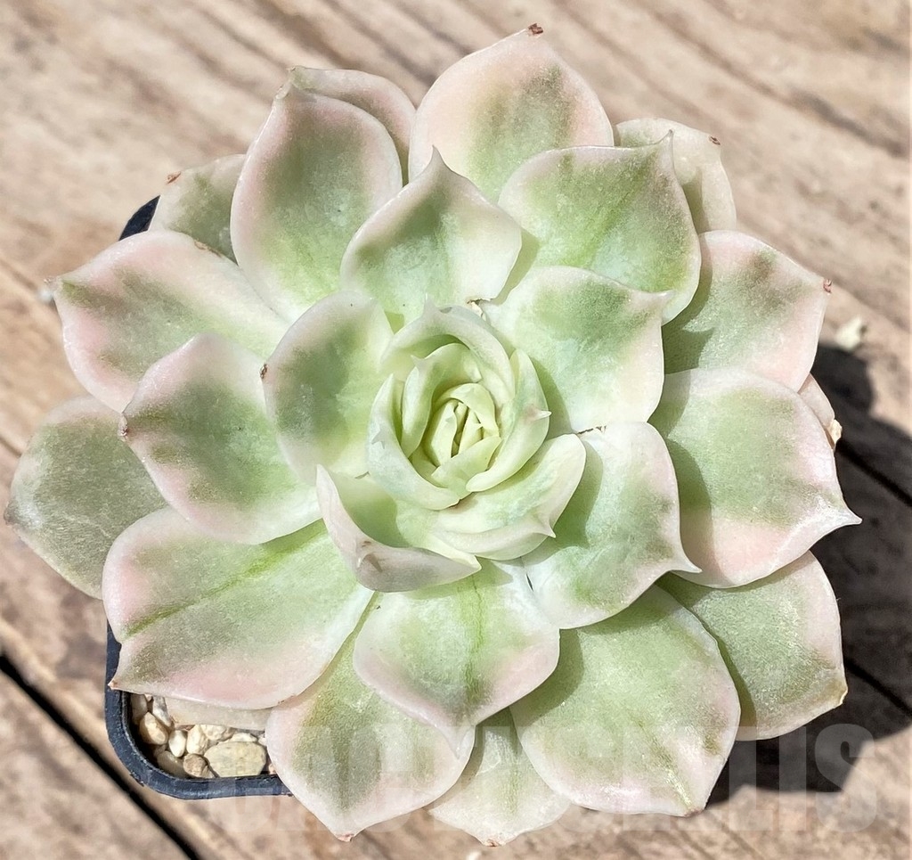 SHPR24186 Echeveria 'Onslow' f. variegata
