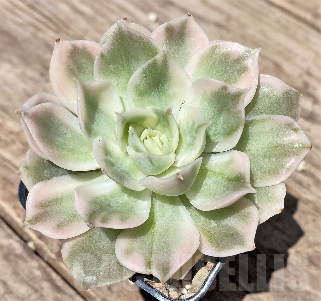 SHPR24186 Echeveria 'Onslow' f. variegata - immagine 2