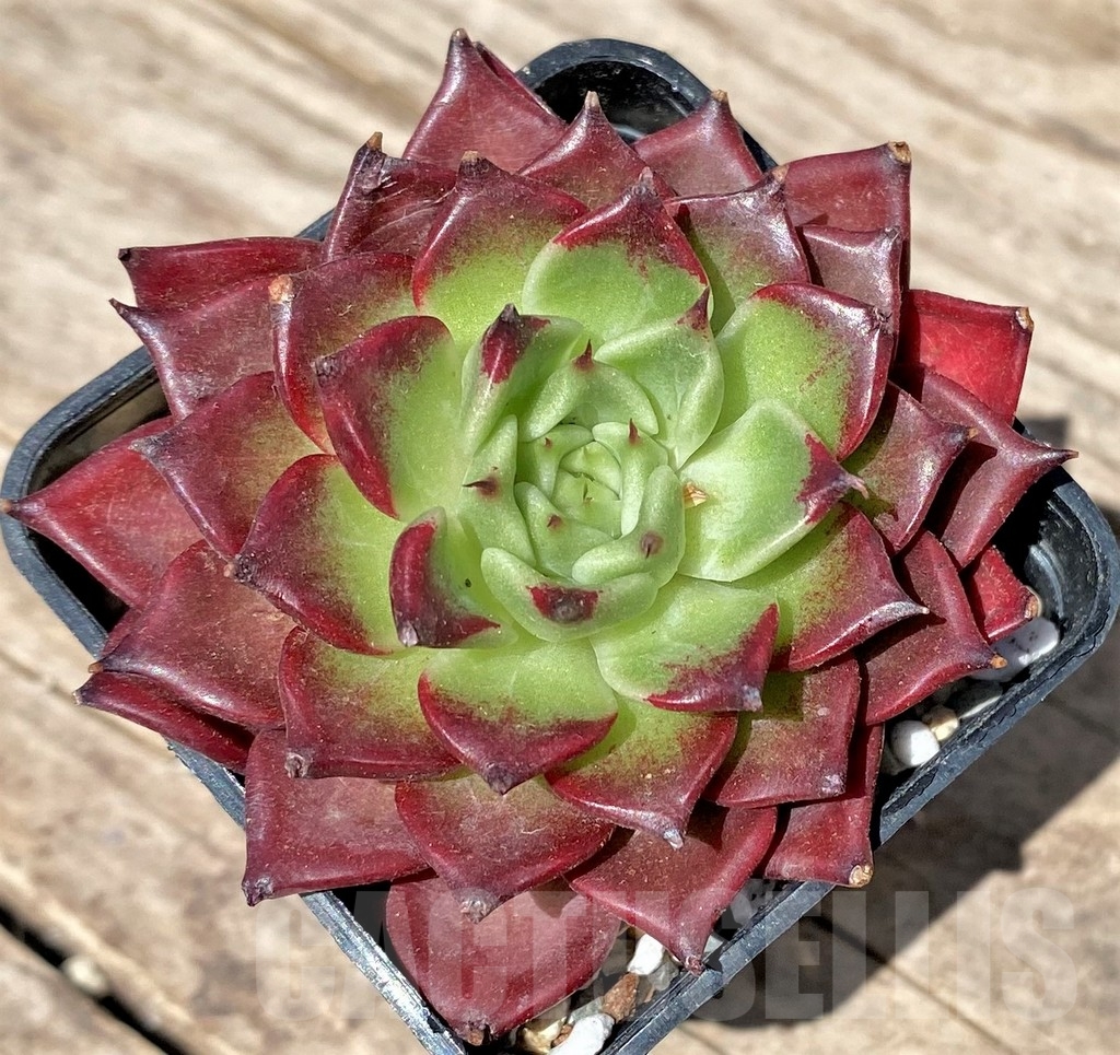 SHPR24189 Echeveria 'Halloween' - immagine 2