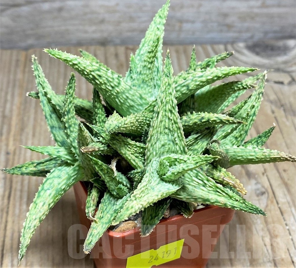 SHPR24191 Aloe hybrid - Image 2