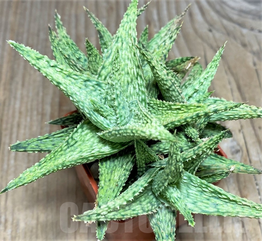 SHPR24191 Aloe hybrid