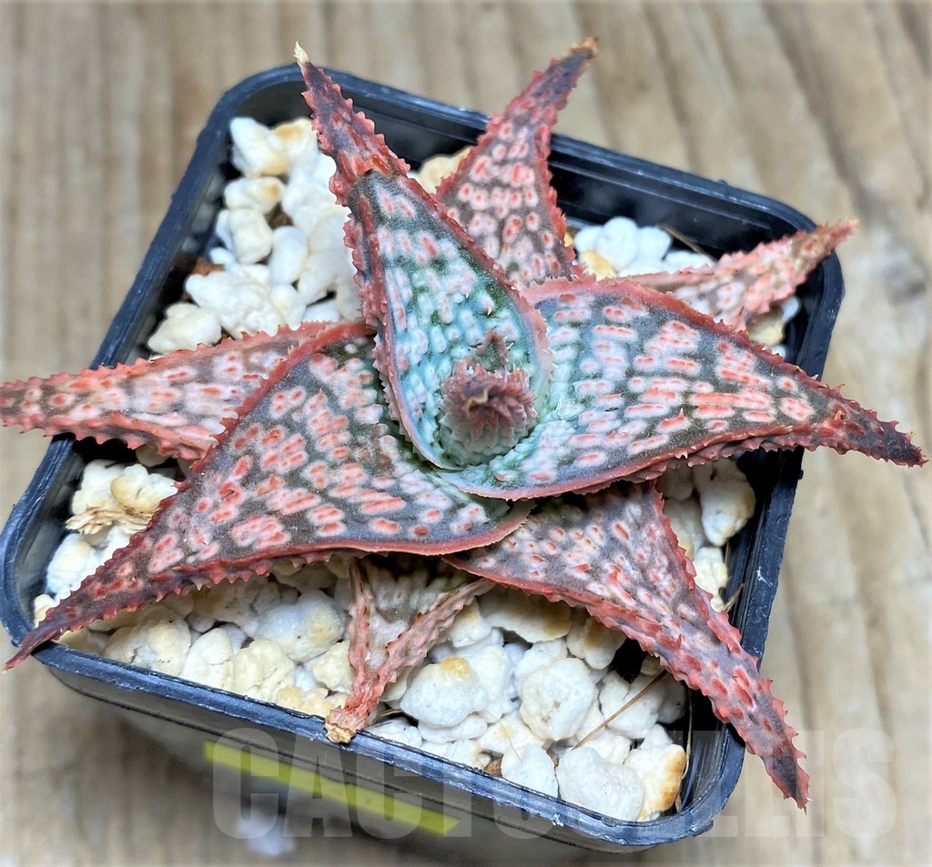 SHPR24192 Aloe hybrid - Image 2