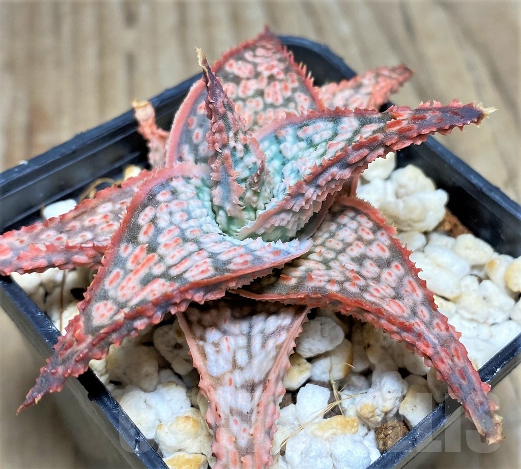 SHPR24192 Aloe hybrid