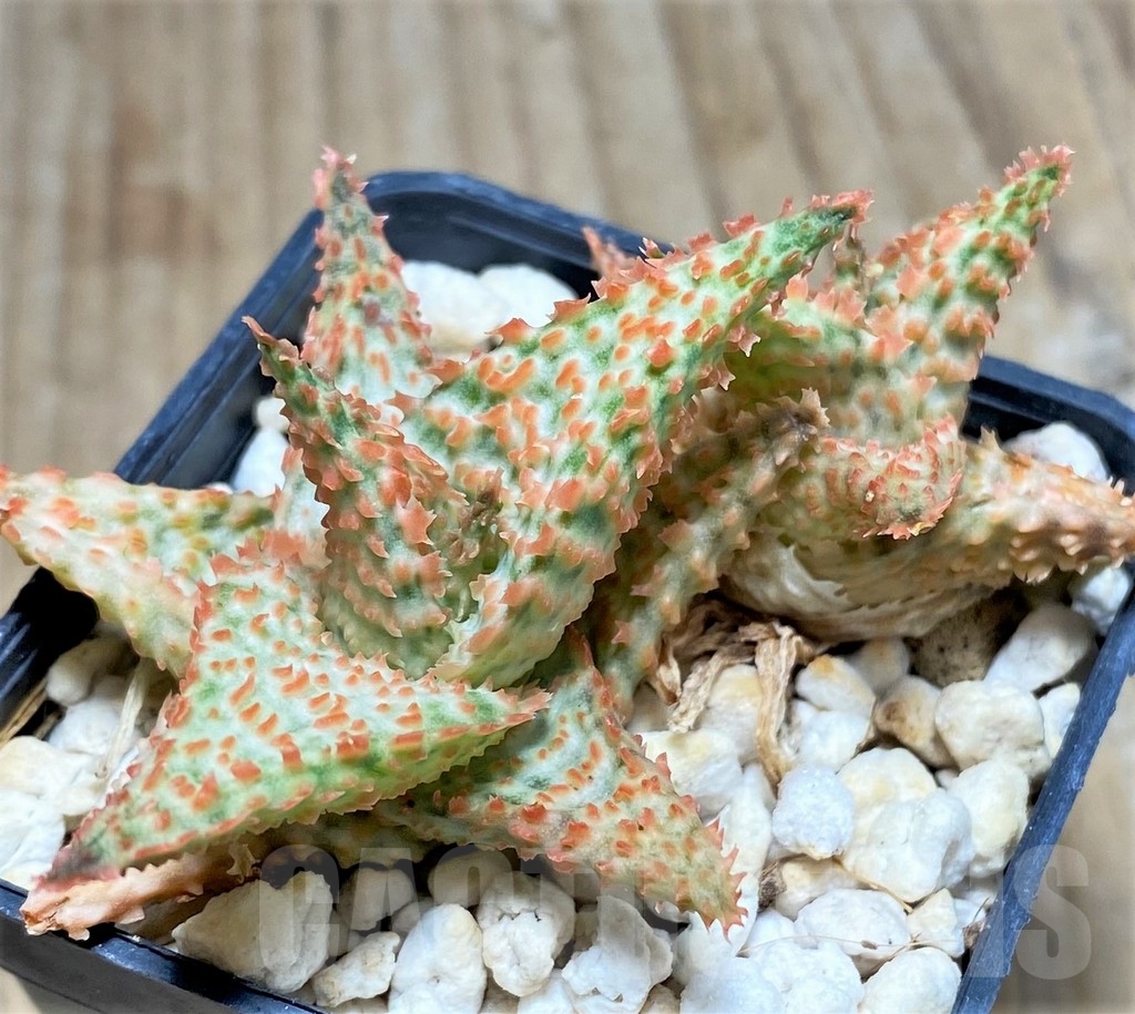 SHPR24193 Aloe hybrid