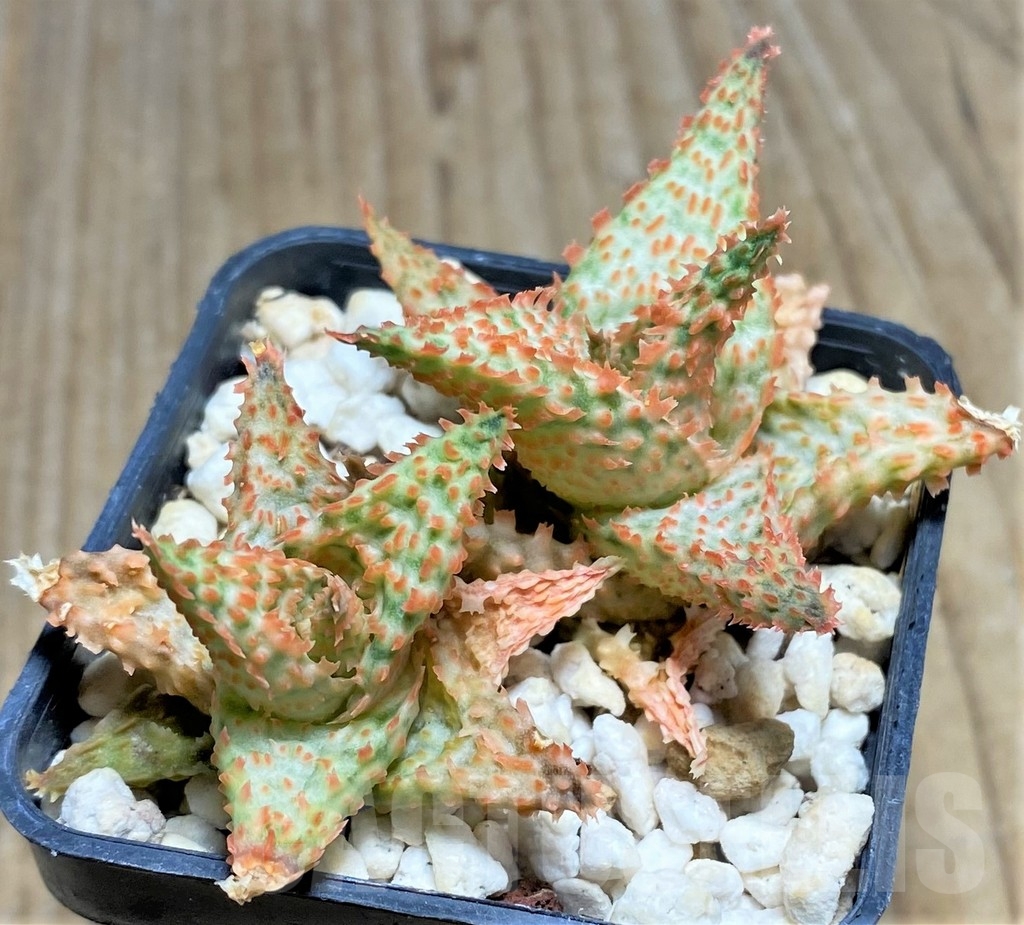 SHPR24193 Aloe hybrid - Image 2