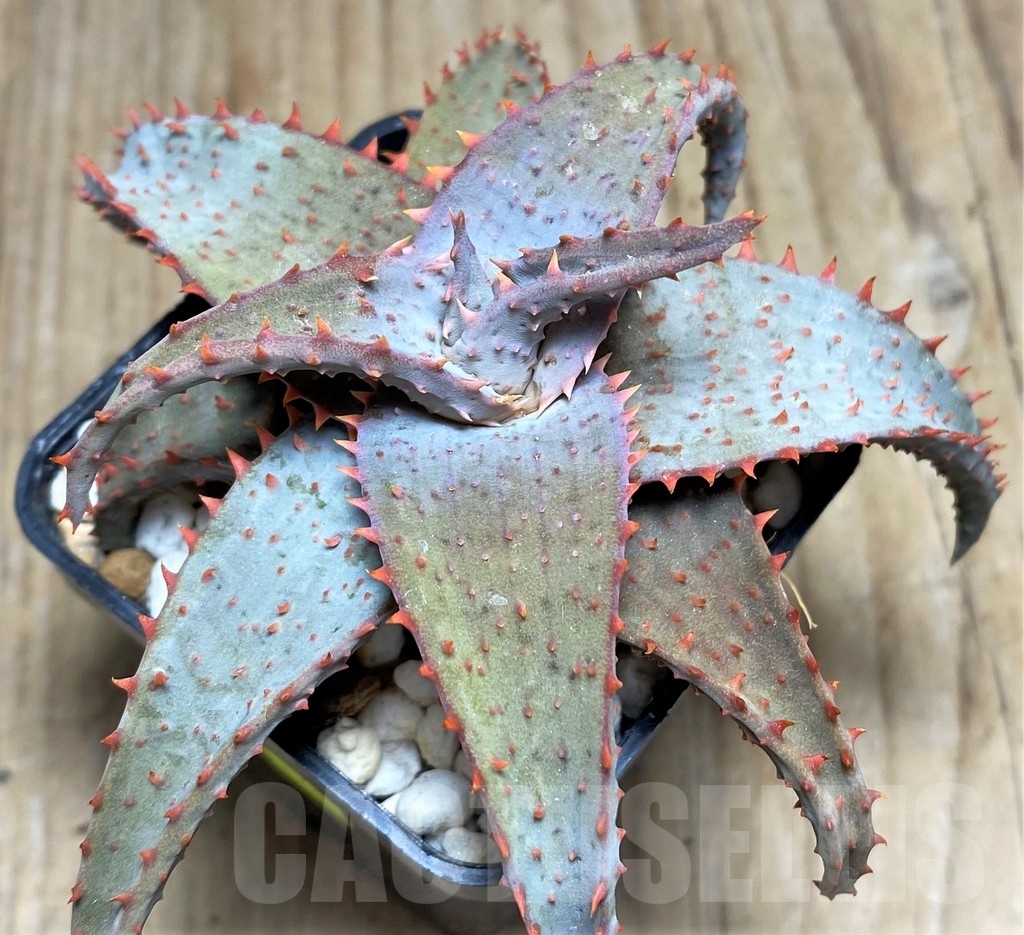 SHPR24194 Aloe castilloniae hybrid - Image 2