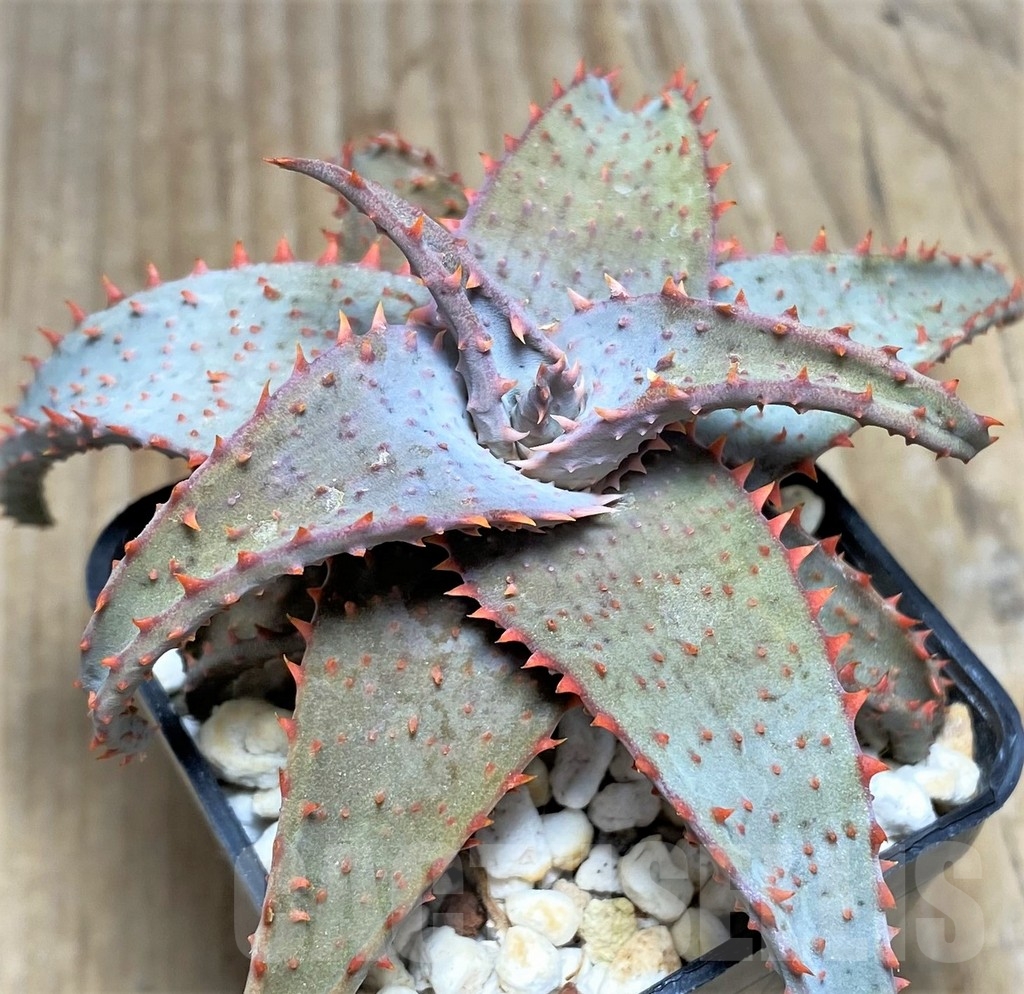 SHPR24194 Aloe castilloniae hybrid