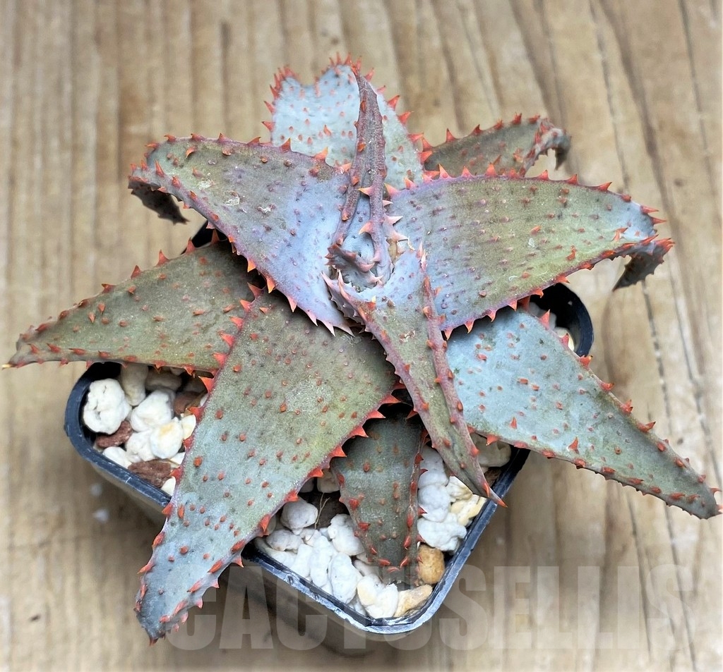 SHPR24194 Aloe castilloniae hybrid - Image 3