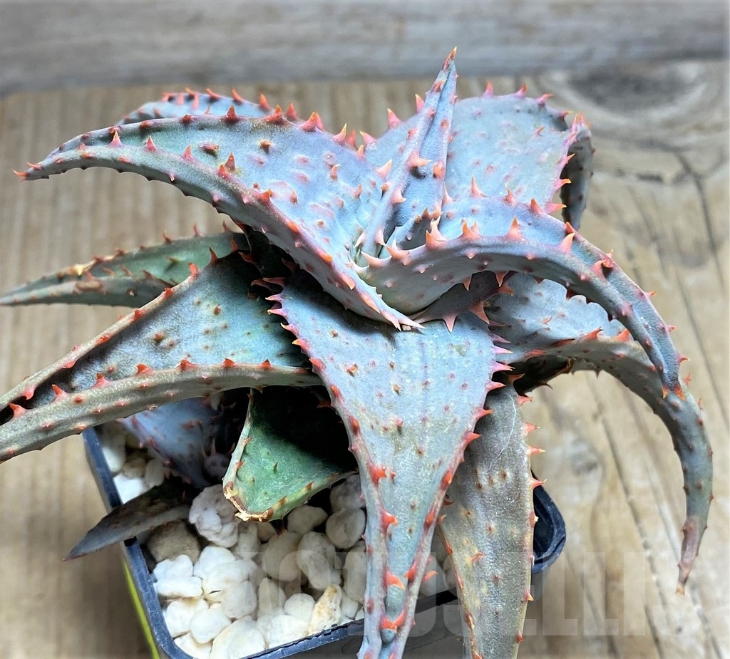 SHPR24195 Aloe castilloniae hybrid - Image 2