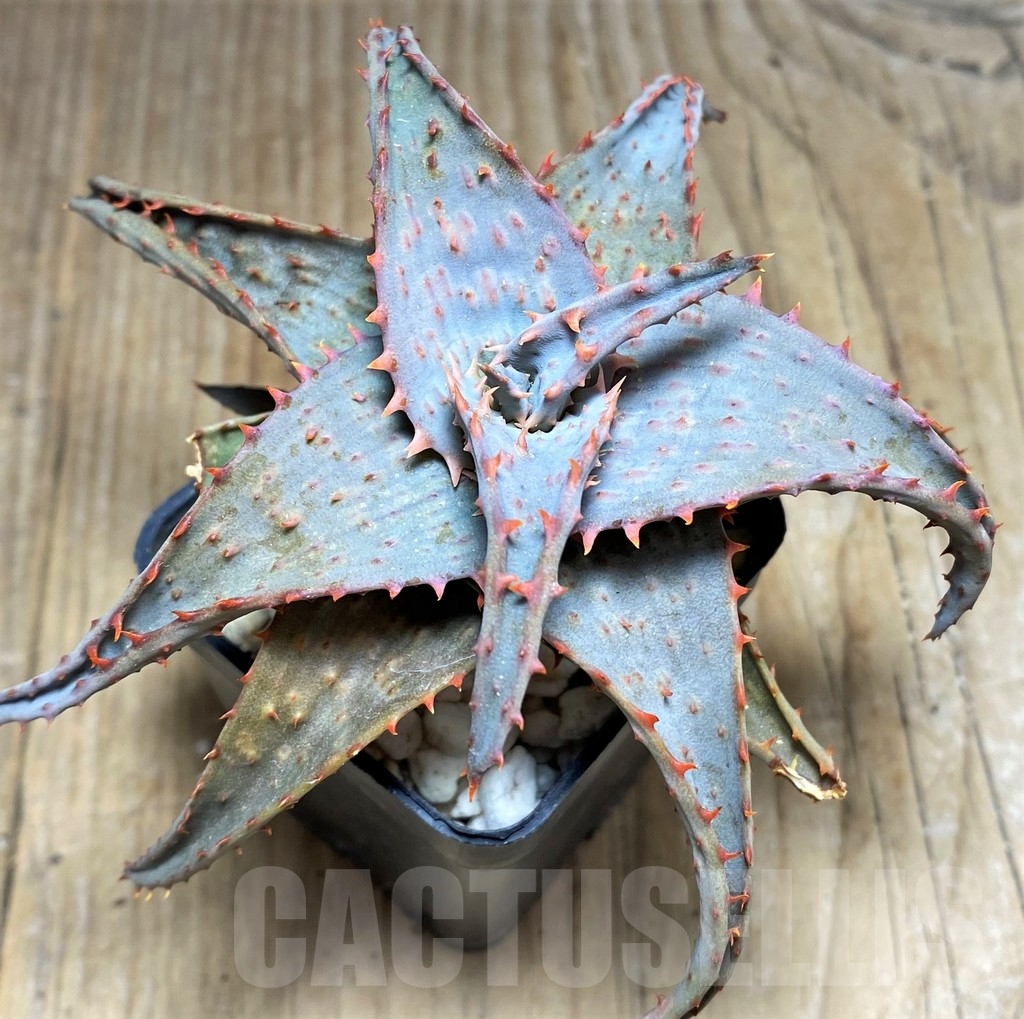 SHPR24195 Aloe castilloniae hybrid - Image 3