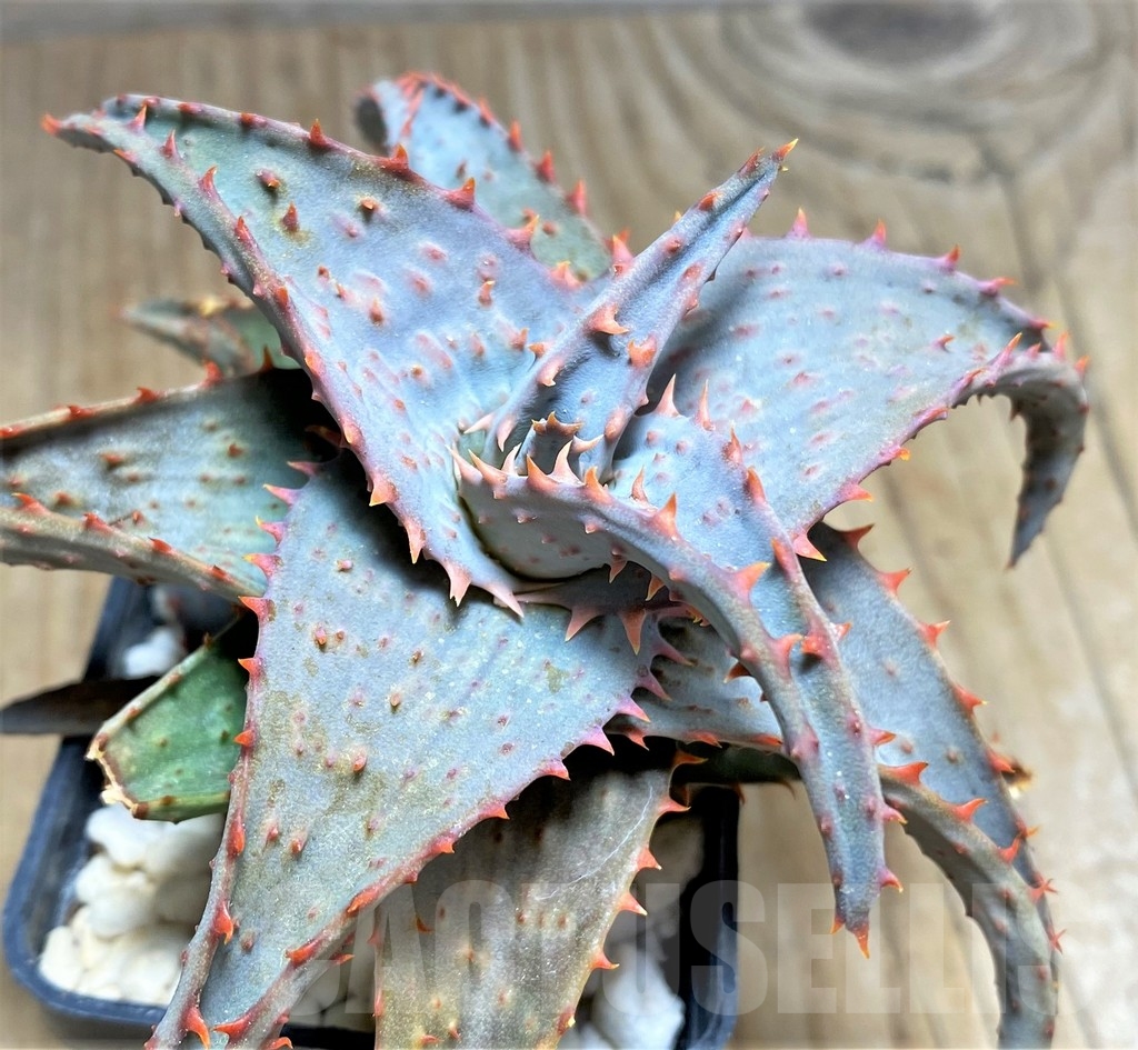 SHPR24195 Aloe castilloniae hybrid