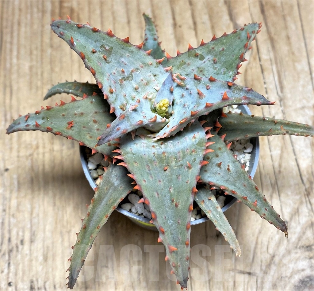 SHPR24196 Aloe castilloniae hybrid - Image 2