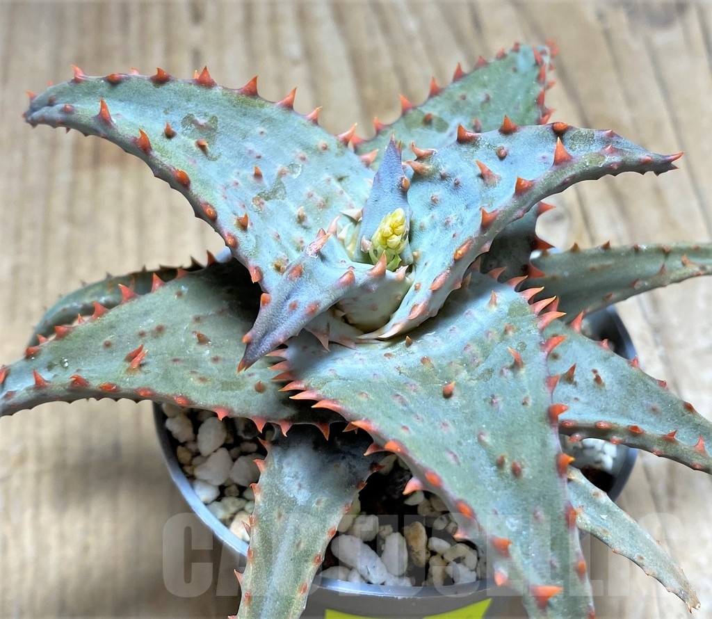 SHPR24196 Aloe castilloniae hybrid
