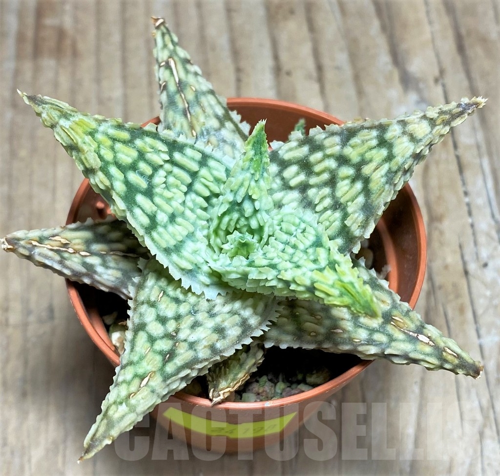 SHPR24198 Aloe hybrid – Image 2