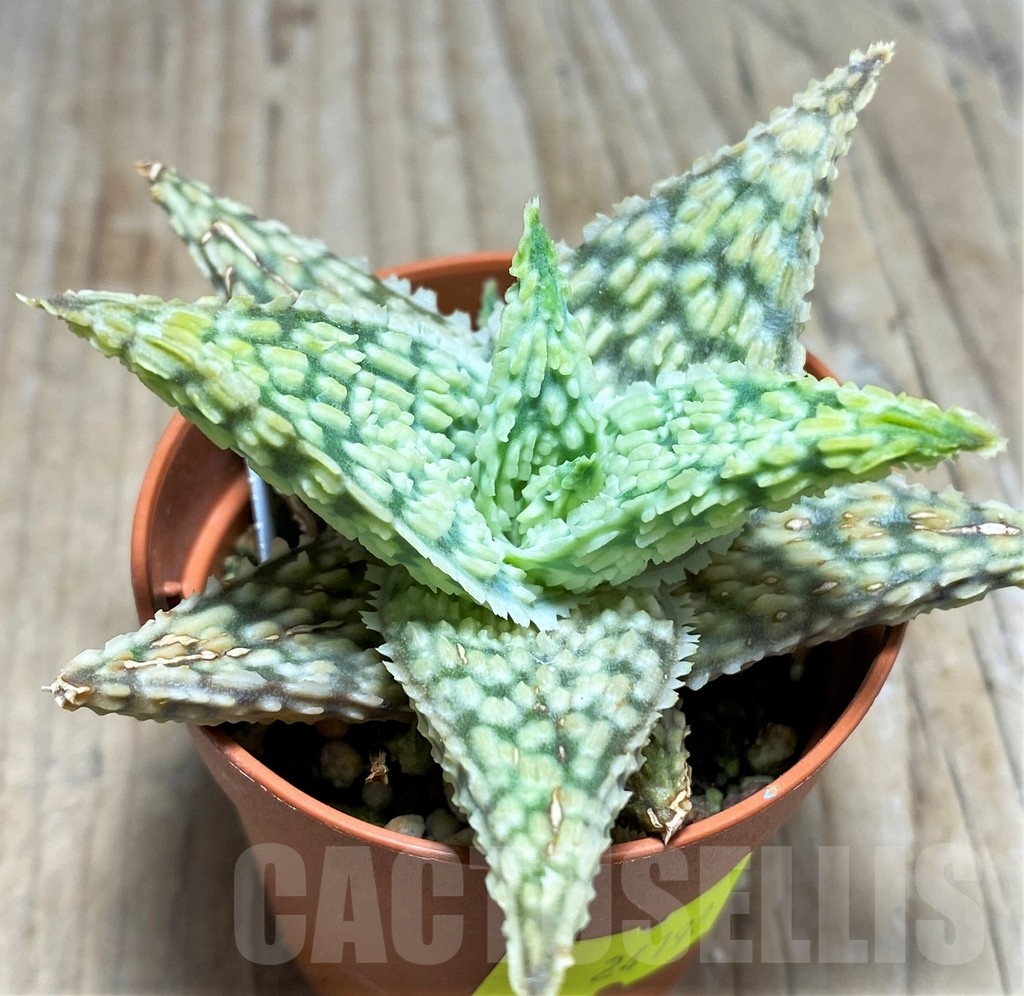 SHPR24198 Aloe hybrid