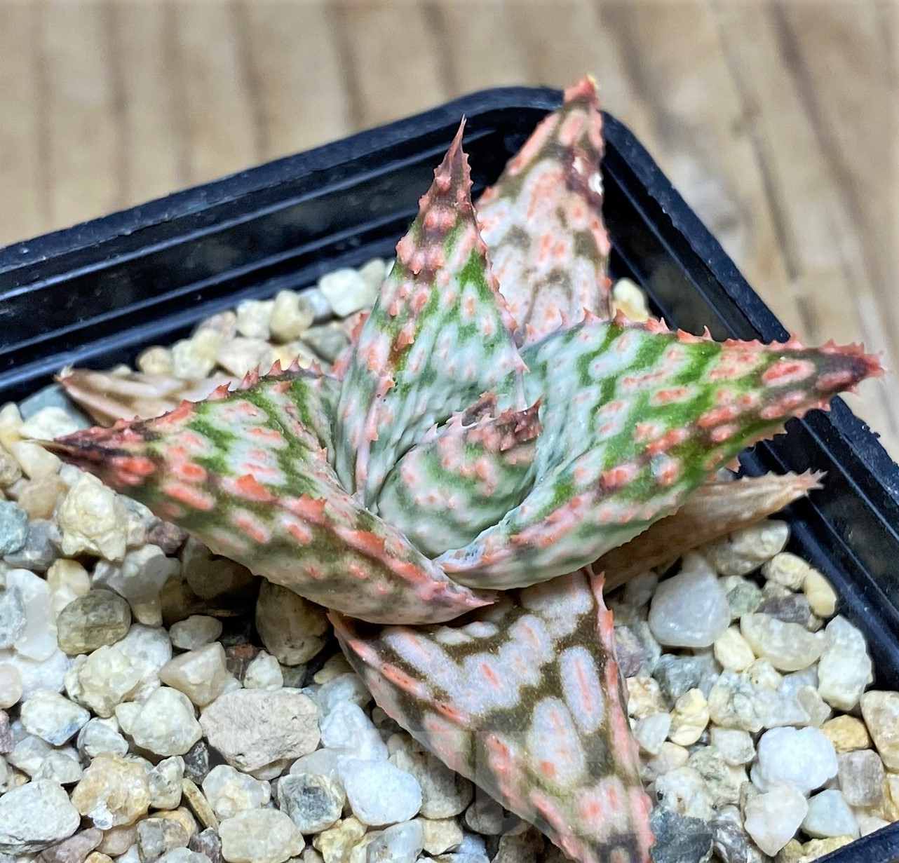 SHPR24220 Aloe hybrid - Image 2