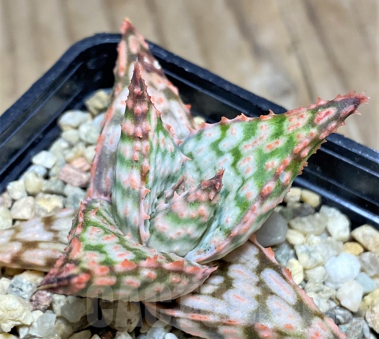 SHPR24220 Aloe hybrid