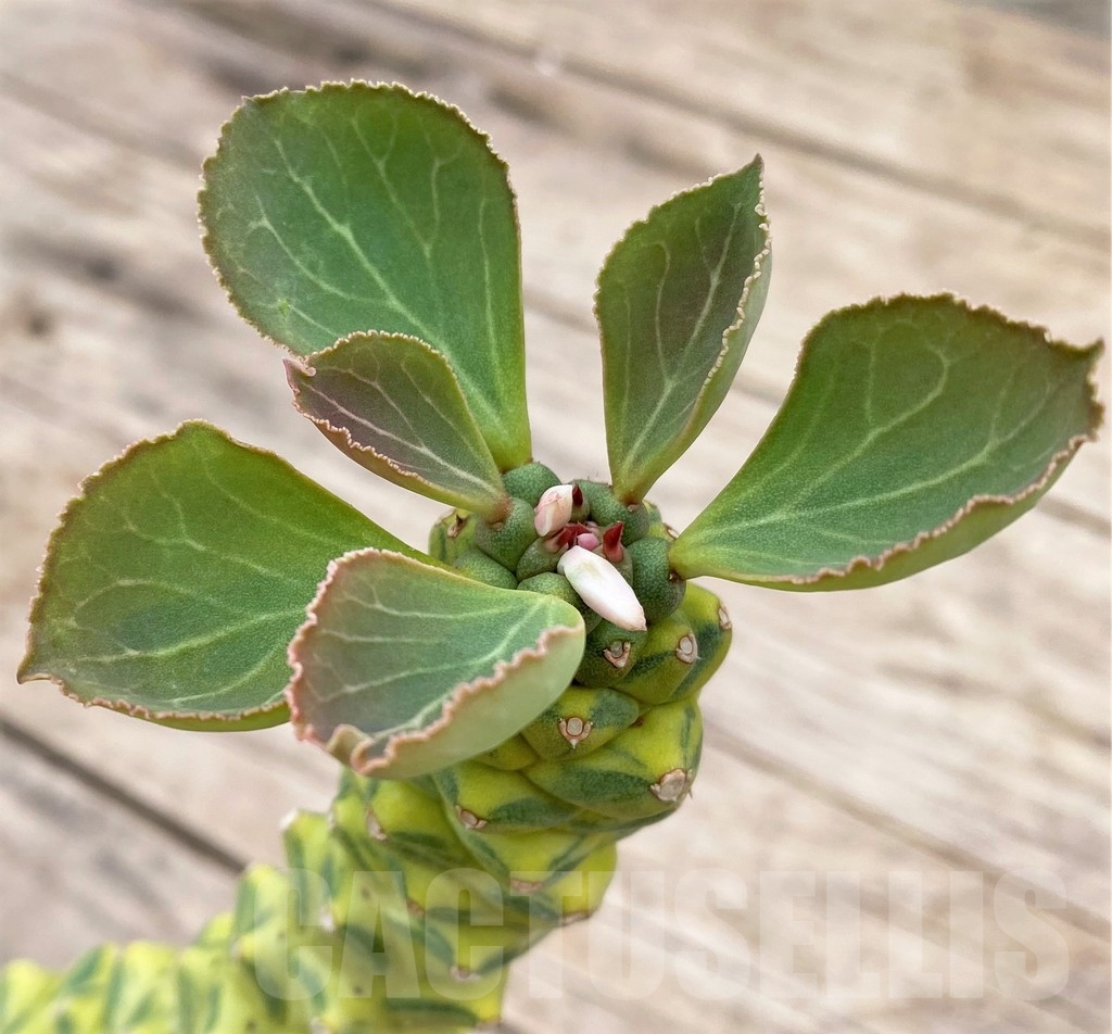 SHPR24328 Monadenium ritchiei f.variegata